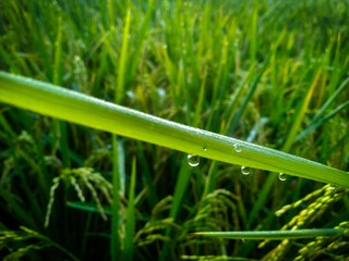 Fototapeta na wymiar Dew Drops on paddy with Blur Background. Closeup Of Dew Drops.