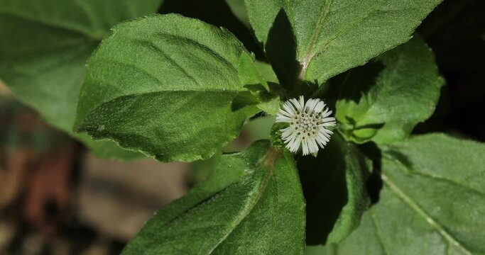Eclipta prostrata. Eclipta alba. Bhringraj. False daisy. Karisalankanni. Yerba de tago. Nature background.
