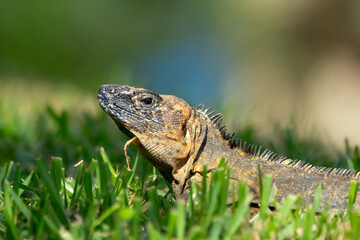 Spiny-tailed iguana with pilled skin suntanning in lawn grass.