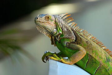 Beautiful Green iguana is laying on the lounge bed in the garden.