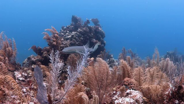 Nurse Shark on Coral Reef