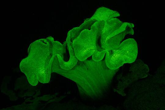 Toadstool Leather Coral fluorescing on fluo night dive in Raja Ampat, West Paupa, Indonesia.