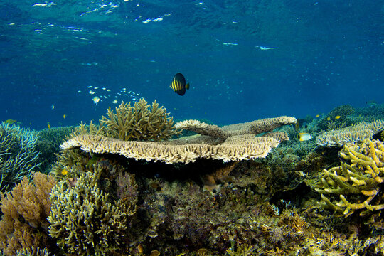 Beautiful reefscape scene on coral reef in Raja Ampat, West Paupa, Indonesia.