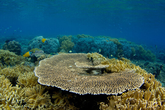 Beautiful reefscape scene on coral reef in Raja Ampat, West Paupa, Indonesia.