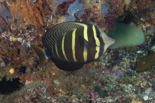 Pacific Sailfin Tang on coral reef in Raja Ampat, Indonesia