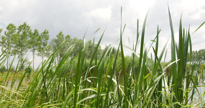 Close up view of blades of grass fluttering in wind on a shore of a lake