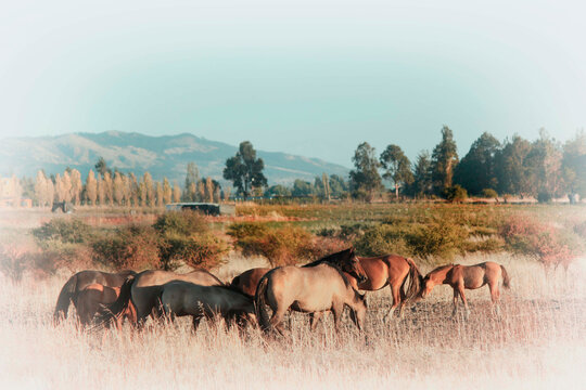 CABALLADA  PASTANDO
 Imagen tomada a  caballos pastando  bajo el atardecer por los campos de Cauquenes maule ; la regi&oacute;n del vino. Chile
