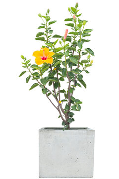Yellow hibiscus flower, chinese rose or thailand call chaba bloom in cement pot in the garden isolated on white background included clipping path.