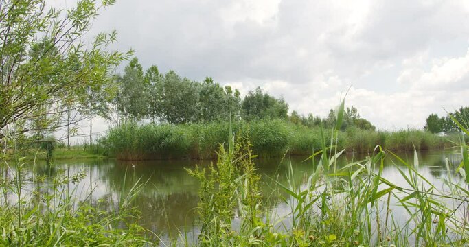 Close up view of green grass and reeds on the lake shore fluttering in wind