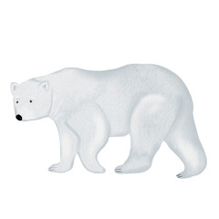 Fototapeta premium Polar bear watercolor drawing isolate on a white background. Cute Teddy Bear for the design of children's cards and postcards.