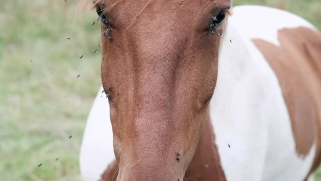 Close-up of a pinto horse's face bothered by flies in a summer field