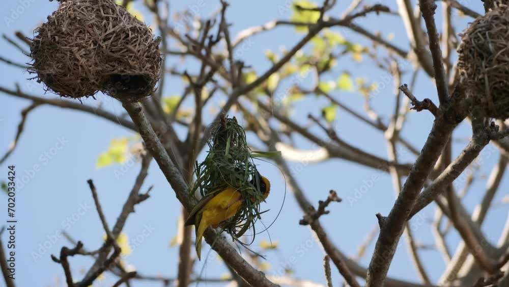 Poster weaver bird starts building its nest hanging from a branch in a tree