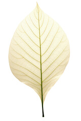 Naklejka na ściany i meble The skeletal fibers of the leaf are delicate and transparent. Brightly colored. Isolated on a transparent background. PNG file.