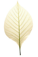 The skeletal fibers of the leaf are delicate and transparent. Brightly colored. Isolated on a transparent background. PNG file.