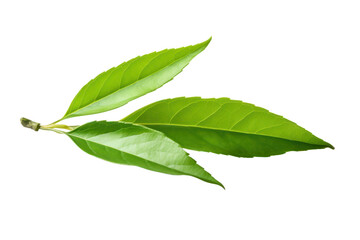 Obraz premium Single set of fresh green tea leaves, isolated on transparent background, PNG file.