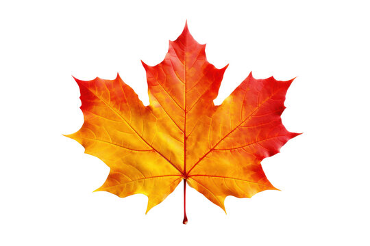 Single fallen leaf isolated on transparent background. PNG file.