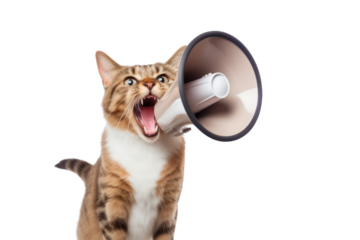 Side view of funny cat yelling into advertising megaphone with wide space for text. Isolated on a clear background, PNG file.