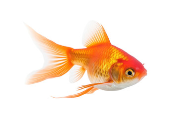 Beautiful goldfish Isolated on transparent background. PNG file.