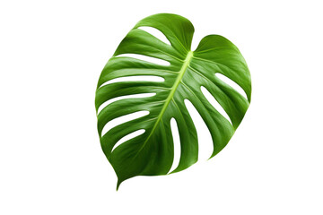 Single white-green monstera leaf Isolated on transparent background. PNG file. - obrazy, fototapety, plakaty