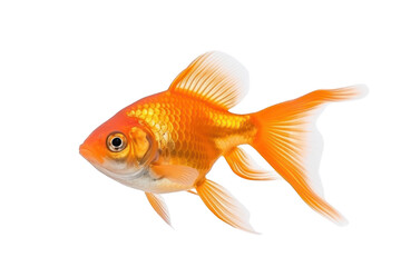 Beautiful goldfish Isolated on transparent background. PNG file.