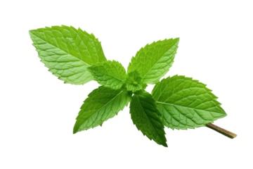 Fresh mint leaves isolated on transparent background. PNG file.
