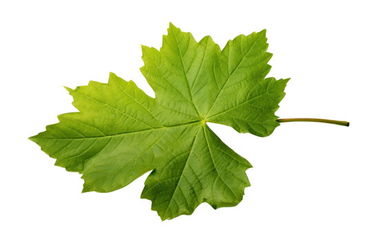 Single grape leaf isolated on transparent background. PNG file.