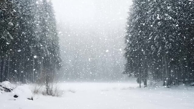 Beautiful Christmas winter landscape of fir forest and snow-covered fields with heavy snowfall, cold weather and seasonal background in the mountains
