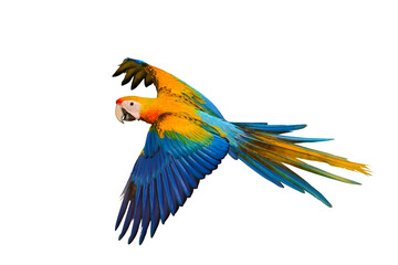 Beautiful of Camelot macaw flying isolated on transparent background png file