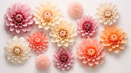 Beautiful dahlia flower heads arranged for a textured background. Peach, pink, salmon, colored...