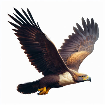 philippine eagle, feather, bird of prey, aguila filipina, pluma, ave de rapiña, isolated White background