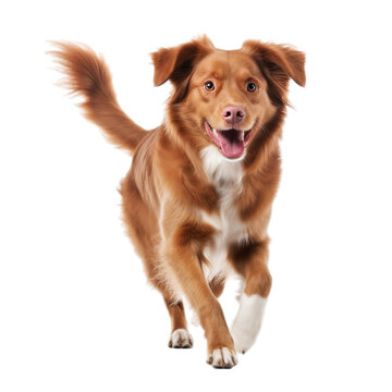 Nova Scotia Duck Tolling Retriever 