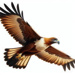 philippine eagle, feather, bird of prey, aguila filipina, pluma, ave de rapiña, isolated White background - obrazy, fototapety, plakaty