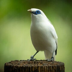 Bali, Indonesia. Mynah bird portrait on a tree log with a colourful natural blurred background