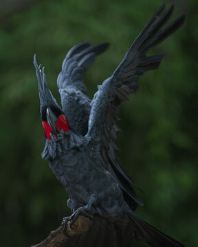 Black Macaw  palm cocatoo raising wings to fly up portrait, sitting on a tree trunk with a green natural background