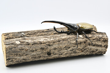 ヘラクレスオオカブト
