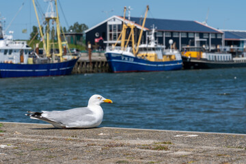 Fototapeta na wymiar seagull stay at pier