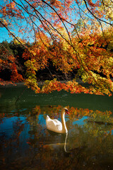 swan on the lake with maple © gyousyuu
