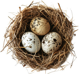 Quail egg nest isolated on transparent background png psd. PNG