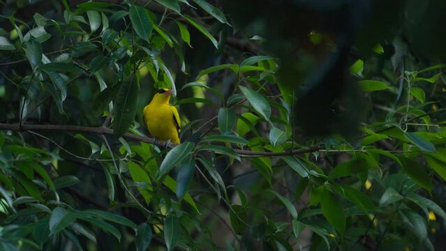 Yellow Bird (Black-naped oriole) perched on a tree in the natural forest. Evening 