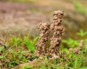 House or dwelling of earthworms The And the excretion of earthworms.