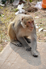 Naklejka premium Close-up image of male macaque (Macaca mulatta) monkey displaying teeth