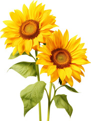 Obraz premium Sunflowers isolated on transparent background. PNG