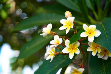 Obraz na płótnie Canvas The frangipani flower blooms in a bunch on a tree. The beautiful white and yellow flowers of plumeria grow in Asia.