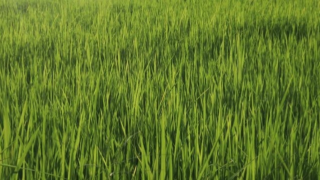 fresh green rice field blowing in the gentle breeze.
