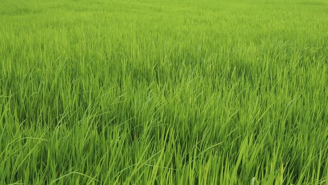 fresh green rice field blowing in the gentle breeze.