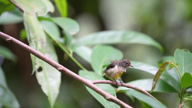 Orange bellied flowerpecker bird peching on the tree