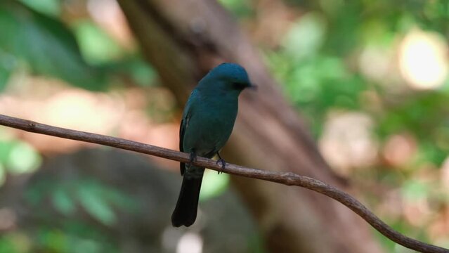Perched on a vine looking to the right then flies going down, Verditer Flycatcher Eumyias thalassinus, Thailand