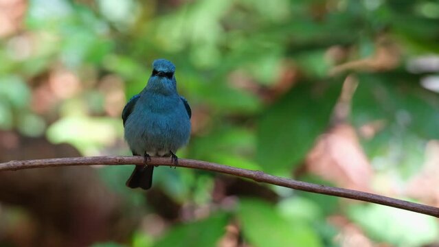 Shaking its wings multiple times after taking a shower from a dripping water, Verditer Flycatcher Eumyias thalassinus, Thailand