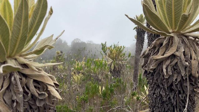 Typical vegetation with Espeletia in the Andes around P&aacute;ramo del Sol in Colombia