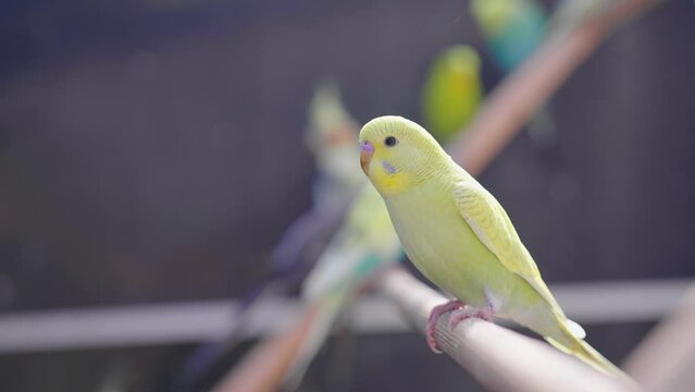 Slow Motion of a Yellow Parakeet in a Bird Cage with Other Birds